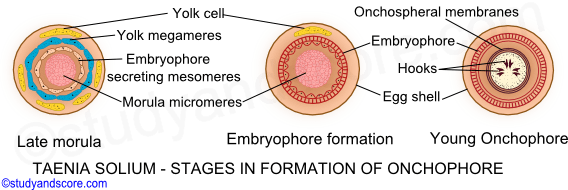 taenia solium, formation of onchophore, late morula, embryophore formation, young onchophore